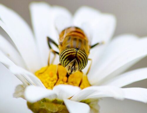Arizona Home Gardeners Can Help Protect Threatened Bees
