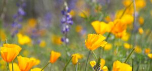 Arizona wildflowers