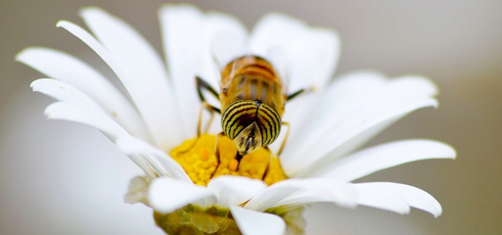 Bees harvesting nectar from flowers