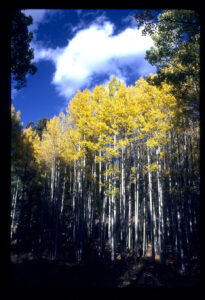 Arizona Aspen near Flagstaff