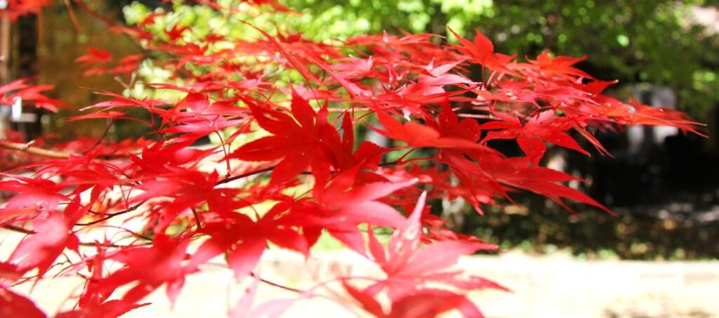 Fall leaves changing in Arizona